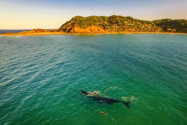 Annual Whale Migration — Fast & Affordable Car Hires in Bilinga, QLD
