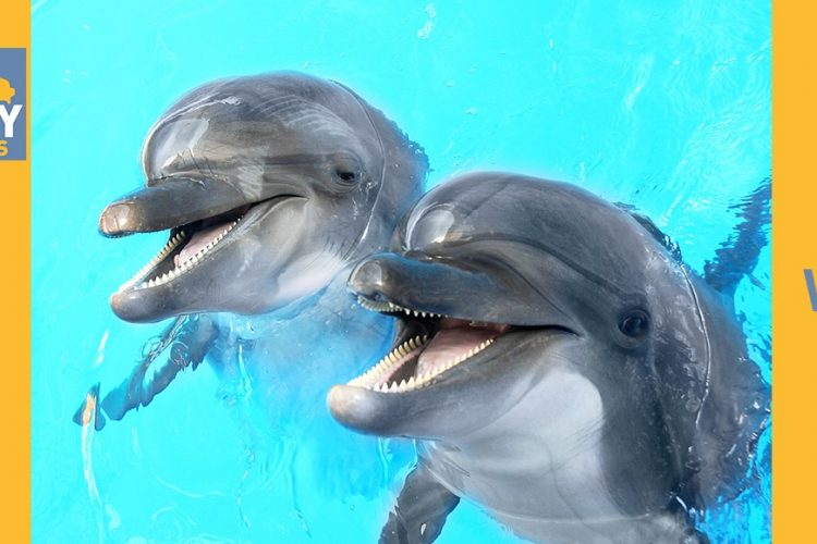 Sea World — Fast & Affordable Car Hires in Bilinga, QLD